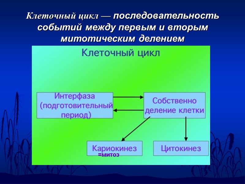 Клеточный цикл — последовательность событий между первым и вторым митотическим делением  =митоз